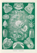 Ernst Haeckel - Fish (Teleostei - Knochenfische)