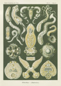 Ernst Haeckel - Flatworms (Platodes - Plattentiere)