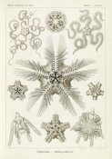 Ernst Haeckel - Invertebrates related to Starfish (Ophiodea - Schlangensterne)