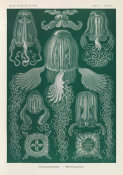 Ernst Haeckel - Jellyfish (Cubomedusae - Wurfelquallen)