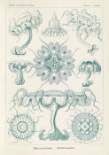 Ernst Haeckel - Jellyfish (Discomedusae - Scheibenquallen)
