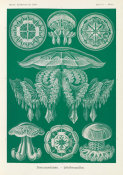 Ernst Haeckel - Jellyfish (Discomedusae - Scheibenquallen)