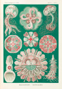 Ernst Haeckel - Jellyfish (Discomedusae - Schweibenquallen)