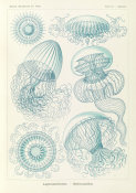 Ernst Haeckel - Jellyfish (Leptomedusae - Faltenquallen)
