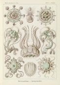 Ernst Haeckel - Jellyfish (Narcomedusae - Spangenquallen)