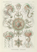 Ernst Haeckel - Jellyfish (Trachomedusae - Kolbenquallen)