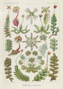 Ernst Haeckel - Liverworts (Hepaticae - Lebermoose)