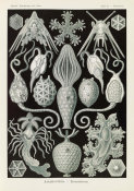 Ernst Haeckel - Marine Animals (Amphoridea - Urnensterne)