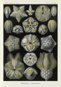 Ernst Haeckel - Marine Animals (Blasto