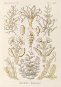 Ernst Haeckel - Marine Animals (Sertulariae - Reihenpolnpen)