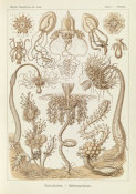 Ernst Haeckel - Marine Invertebrates  (Tubulariae - Rohrenpolnpen)