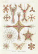Ernst Haeckel - Marine Invertebrates (Discoidea - Scheiben-Strahlinge)