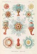 Ernst Haeckel - Marine Invertebrates (Siphonophorae - Staatsquallen)