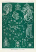Ernst Haeckel - Marine Invertebrates (Siphonophorae - Staatsquallen)