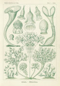 Ernst Haeckel - Microorganisms (Ciliata - Wimperlinge)