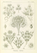 Ernst Haeckel - Microorganisms (Flagellata - Geiklinge)