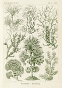 Ernst Haeckel - Microorganisms (Fucoideae - Brauntange)