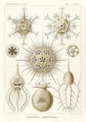 Ernst Haeckel - Microorganisms (Phaeodaria - Rohrstrahlinge)