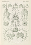 Ernst Haeckel - Microorganisms (Spyroidea - Nukchenstrahlinge)