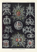 Ernst Haeckel - Microorganisms (Stephoidea - Ringelstrahlinge)