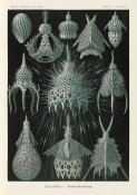 Ernst Haeckel - Microorganisms Radiolaria (Crytoidea - Flaschenstrahlinge)