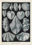 Ernst Haeckel - Mollosks (Acephala - Muscheln)