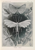 Ernst Haeckel - Moths (Tineida - Motten)