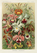 Ernst Haeckel - Orchids (Orchideae - Denusblumen)
