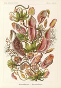 Ernst Haeckel - Pitcher Plants (Nepenthaceae - Kannenpflanzen)