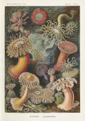Ernst Haeckel - Sea Anemones (Actiniae - Seeanemonen)
