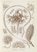 Ernst Haeckel - Sea Pens (Pennatulida - Federkorallen)