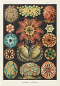Ernst Haeckel - Sea Squirts (Ascidiae - Seescheiden)
