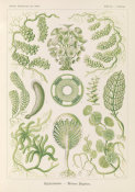 Ernst Haeckel - Seaweed (Siphoneae - Riesen-Algetten)