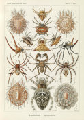 Ernst Haeckel - Spiders (Arachnida - Spinnentiere)