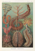 Ernst Haeckel - Spined Marine Worms (Chaetopoda - Borstenwurmer)