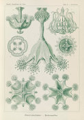 Ernst Haeckel - Stalked Jellyfish (Stauromedusae - Becherquallen)