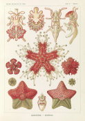 Ernst Haeckel - Starfish in the Phyllum Echinodermata (Asteridea - Seesterne)