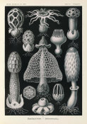 Ernst Haeckel - Stinkhorn Mushrooms (Basimycetes - Schwammpilze)