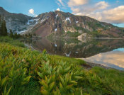 Tim Fitzharris - Green False Hellebore along lake, Dana Plateau, Ellery Lake, Sierra Nevada, Inyo National Forest, California