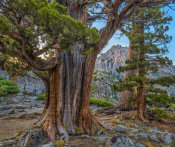 Tim Fitzharris - Western Juniper and Jeffrey Pine, Phipps Peak, Eldorado National Forest, California