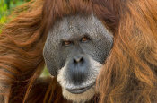 Tim Fitzharris - Sumatran Orangutan male