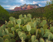 Tim Fitzharris - Opuntia cactus and mountain, Red Rock-Secret Mountain Wilderness, Arizona