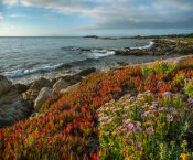 Tim Fitzharris - Ice Plant and flowering Seaside Fleabane on coast, Pebble Beach, California