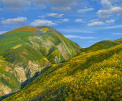 Tim Fitzharris - Hillside Daisy flowers, superbloom, Temblor Range, Carrizo Plain National Monument, California