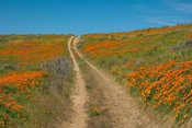 Tim Fitzharris - California Poppy flowers and road, superbloom, Antelope Valley, California