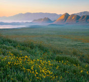 Tim Fitzharris - Hillside Daisy flowers at sunrise, Soda Lake, Carrizo Plain National Monument, California