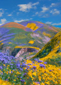 Tim Fitzharris - Phacelia and Hillside Daisy flowers, superbloom, Temblor Range, Carrizo Plain National Monument, California