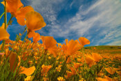 Tim Fitzharris - California Pies in spring bloom, Lake Elsinore, California