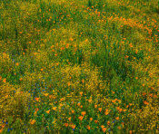 Tim Fitzharris - California Poppies and Desert Yellow Fleabane in spring bloom, Diamond Valley Lake, California