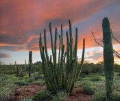 Tim Fitzharris - Organ Pipe Cactus and Saguaro cacti, Organ Pipe Cactus National Monument, Arizona